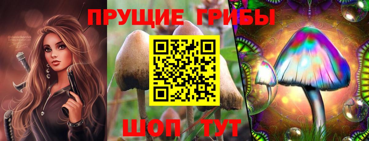 закладка  Владимир  Псилоцибиновые грибы Cubensis 